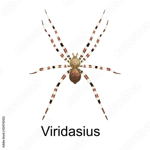 Spiders Viridasius cartoon set, dangerous insects collection