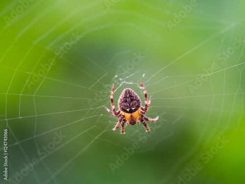 Orange Spider in The Web