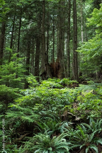 View of tropical forest