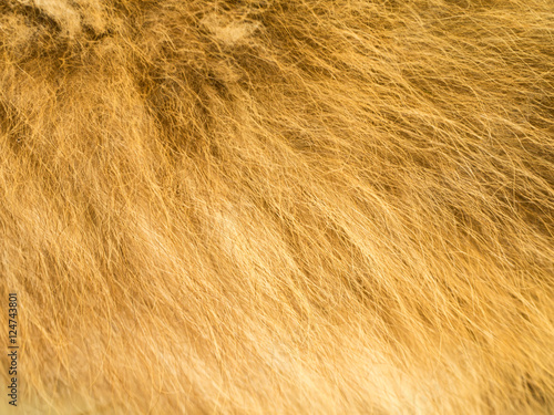 Hair of Siberian Husky Background