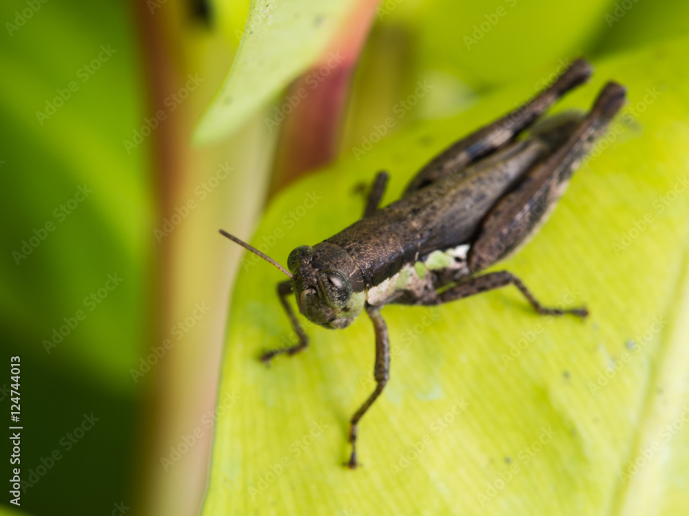 Brown Grasshopper on Yellow Leaf Brown Grasshopper on Yellow Leaf
