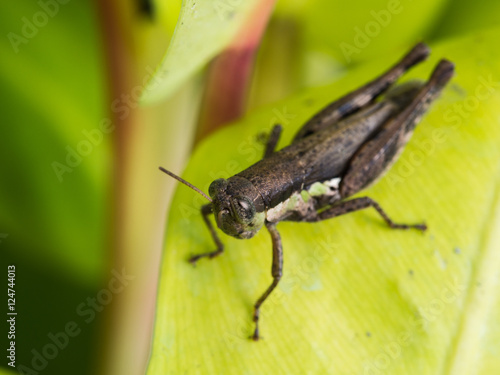 Brown Grasshopper on Yellow Leaf © wichatsurin