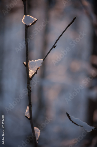 Winter branch