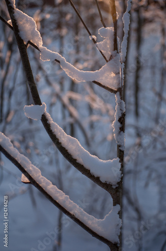 Winter branch
