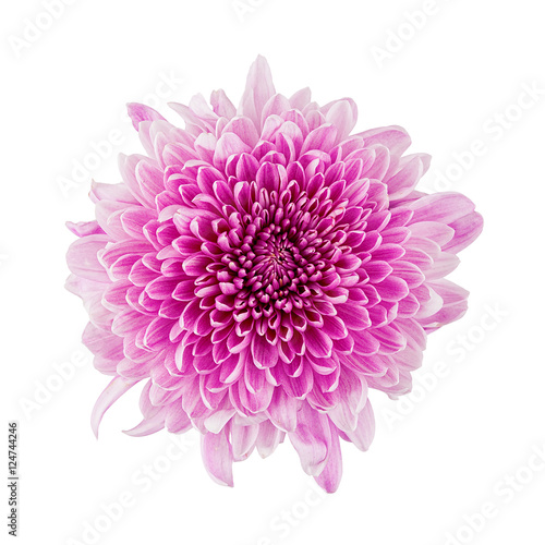 Chrysanthemum pink head flower isolated