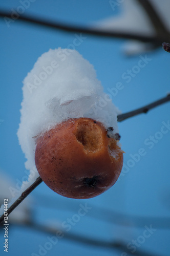 Snow apple