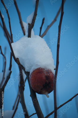 Winter apple