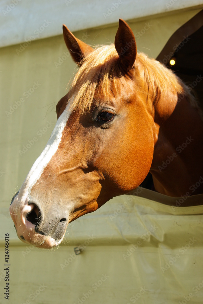 Fototapeta premium Pferd schaut aus einem Stallzelt heraus