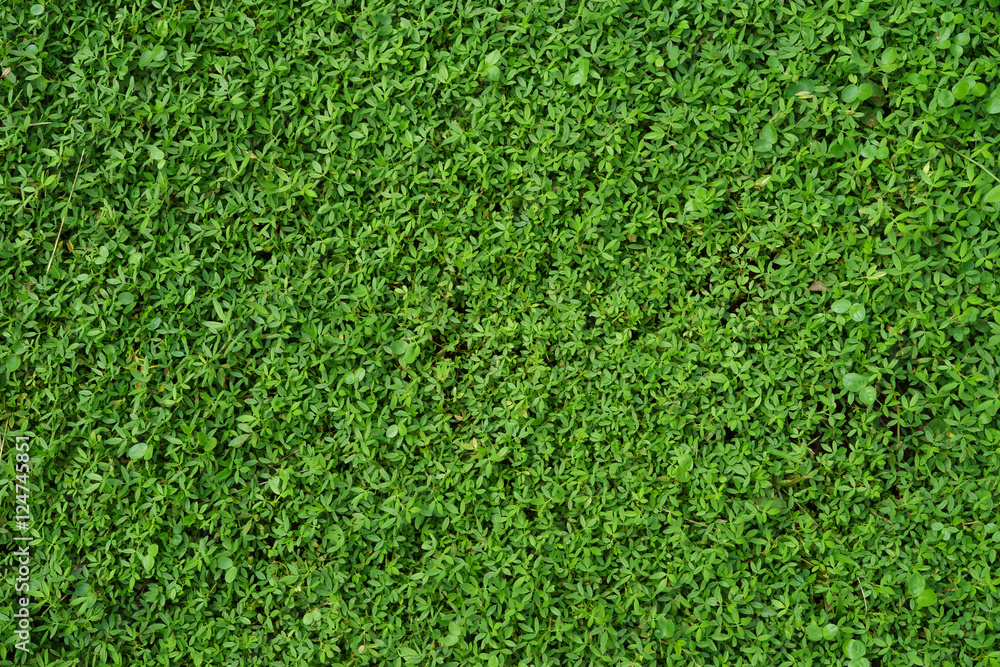 Fototapeta premium Green grass Texture