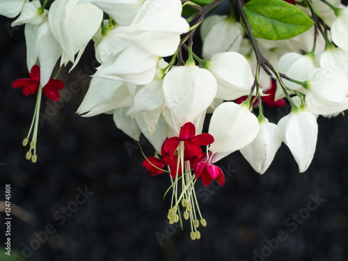 White bleeding Heart Flowers Blooming photo