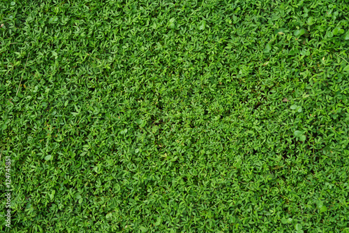 Green grass Texture