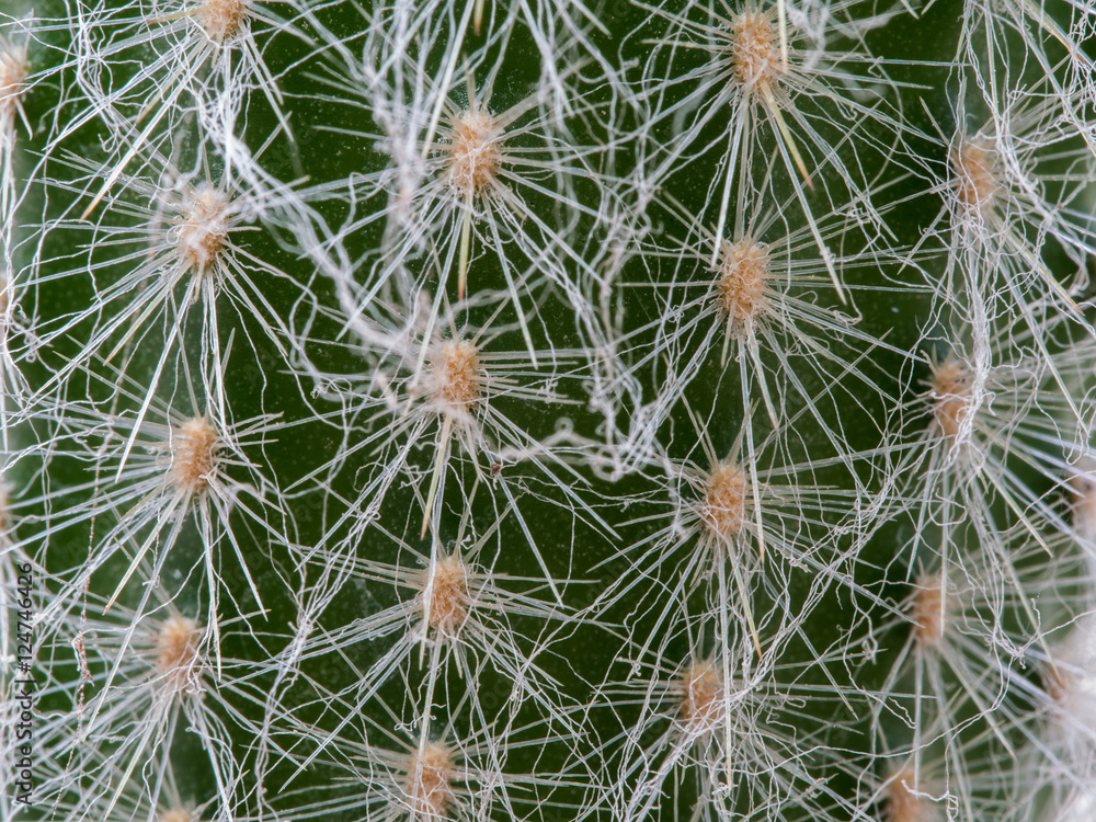 Thorns of Little Cactus Thorns of Little Cactus