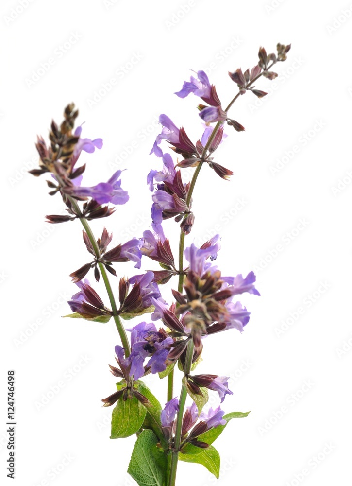 Sage Sage