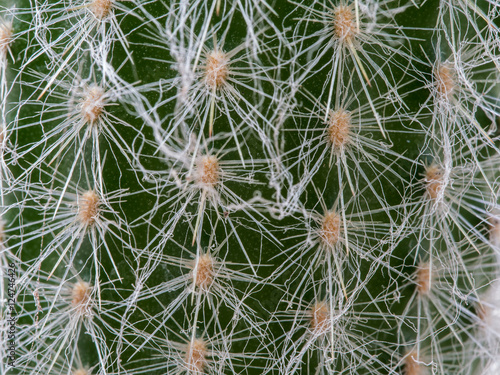 Thorns of Little Cactus