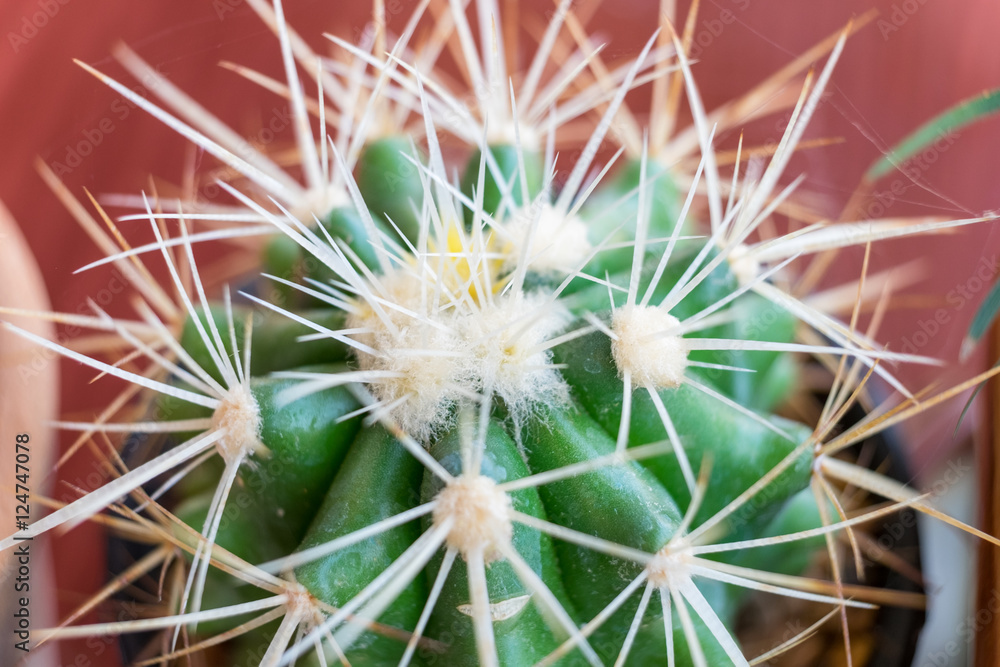Small cactus species in brown vase on top view flat lay Small cactus species in brown vase on top view flat lay
