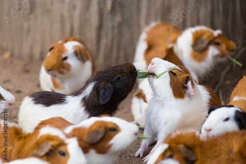Foto Group of Guinea pig or cavy