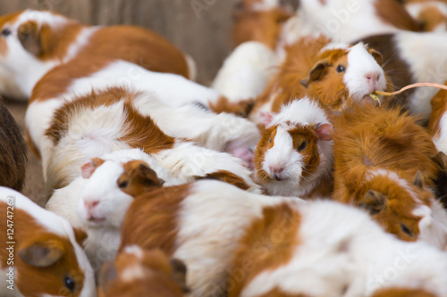 Bilde på lerret Group of Guinea pig or cavy