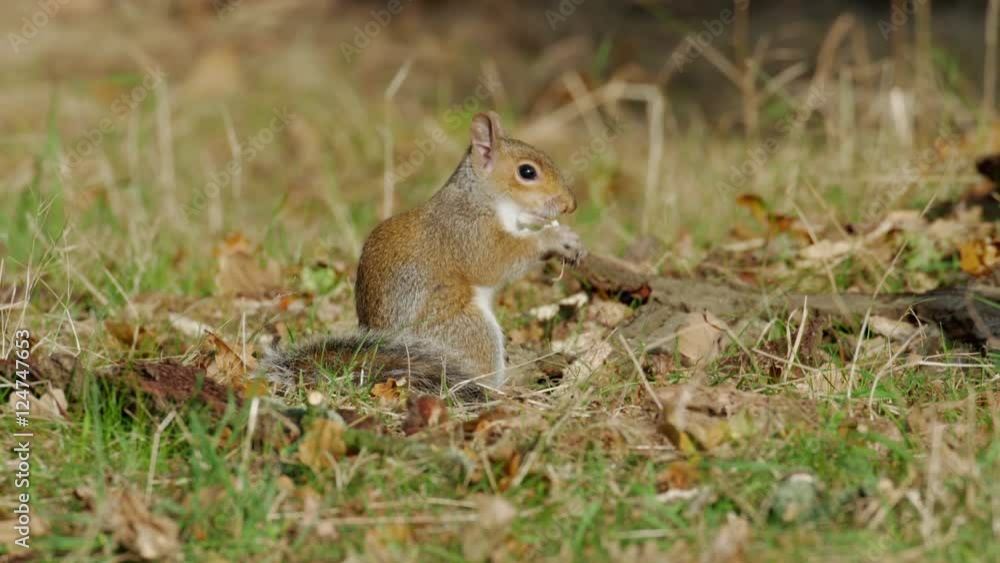 Grey or Gray Squirrel (Sciurus carolinensis) feeding on mushrooms or fungi in an autumn woodland Grey or Gray Squirrel (Sciurus carolinensis) feeding on mushrooms or fungi in an autumn woodland