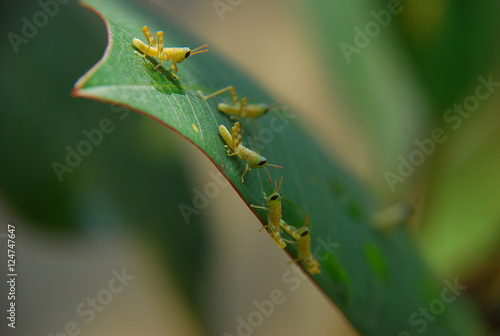 Group of little grasshopper on green leaf with blurred brown background.