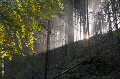 Brume matinale photo