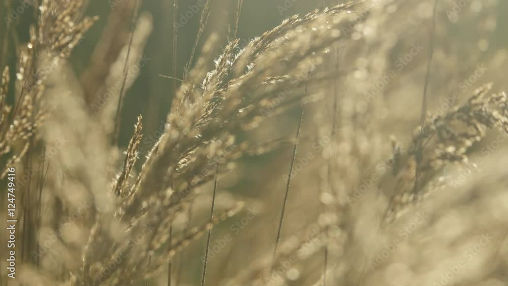 Close-up of a backlit meadow grass swaying during sunrise Close-up of a backlit meadow grass swaying during sunrise