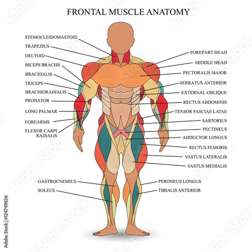 Anatomy of human muscles in the front, a template for medical tutorial, banner. Vector illustration.