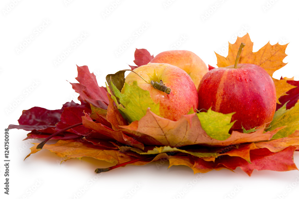 Autumn maple leaves and three apples isolated . Autumn maple leaves and three apples isolated .