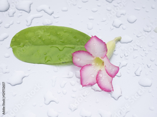 Beautiful pink flowers rested on a gray background