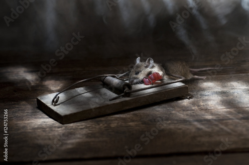 Fotografie trapped mouse with gummy-bear