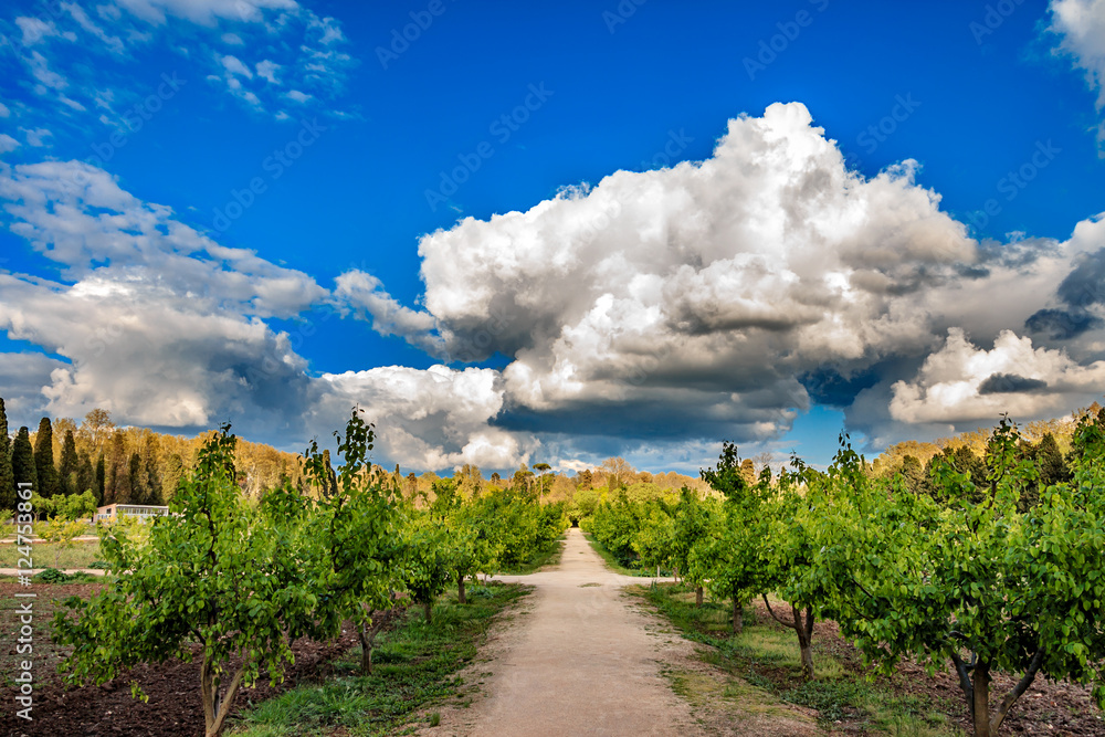 way between pear trees below voluminous clouds in the gardens of Aranjuez, Madrid, Spain