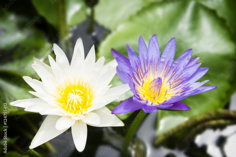 The violet and white lotus or water lily. The violet and white lotus or water lily.