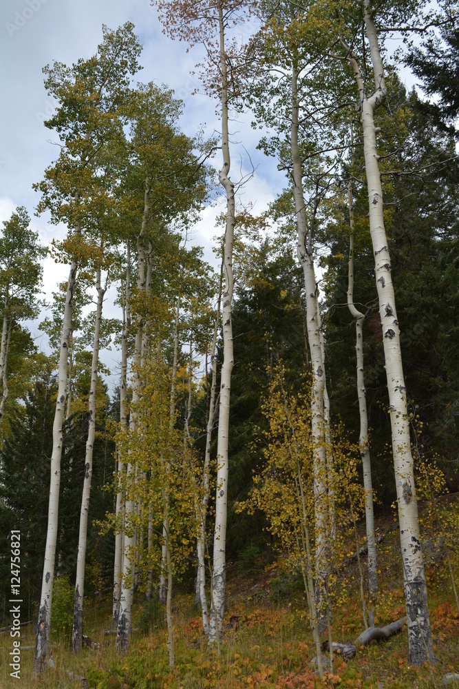 Fototapeta premium Aspens