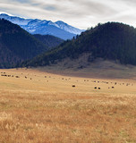 Mountain Landscape and Buffalo.