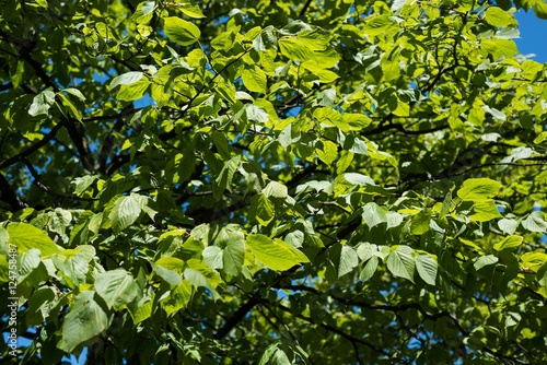 View of green leaves