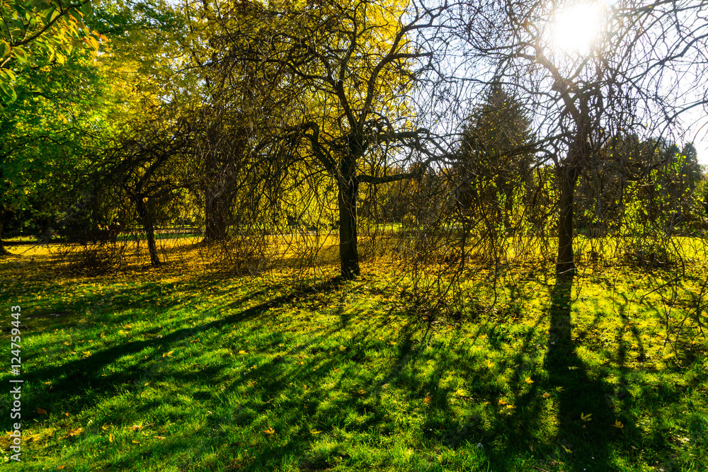 Naklejka premium Beautiful colorful autumn.