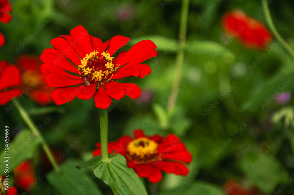 The blossoming gerbera jamesonii flowers closeup in garden The blossoming gerbera jamesonii flowers closeup in garden