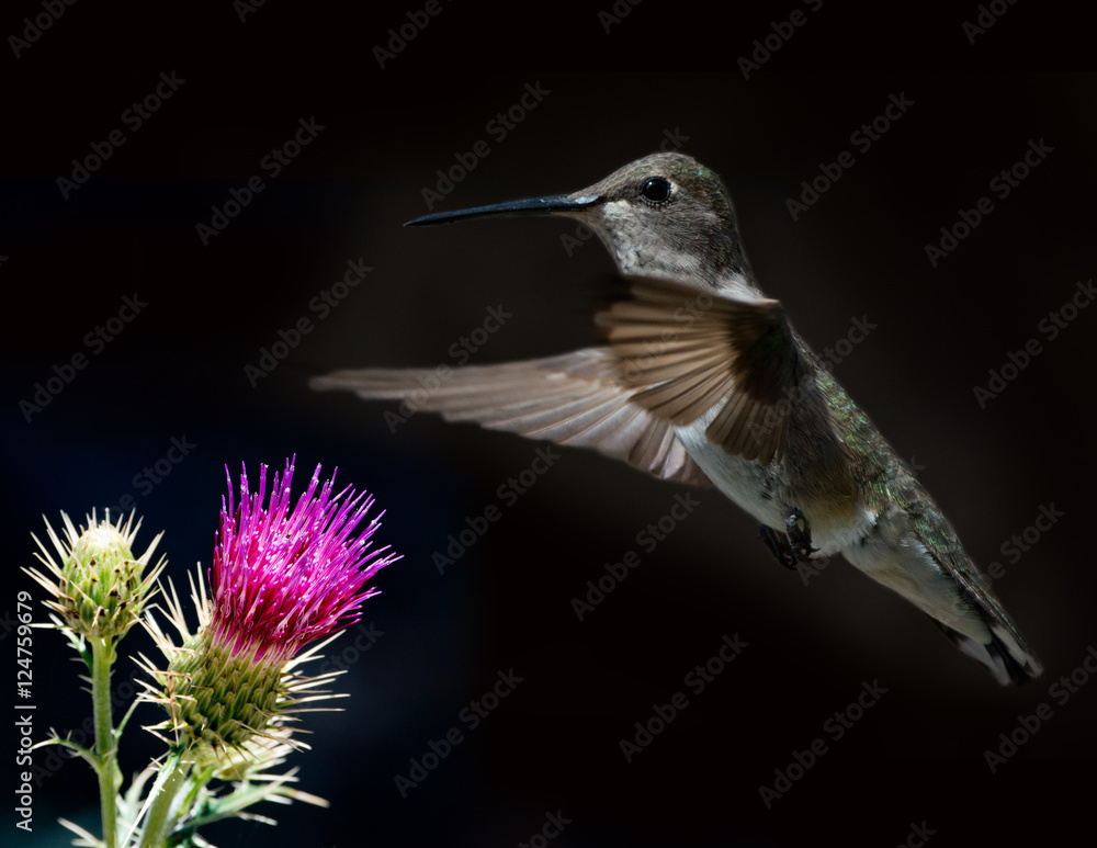Fototapeta premium Black-Chinned Hummingbird (Archilochus alexandri) Female Feeding at Thistle Composite