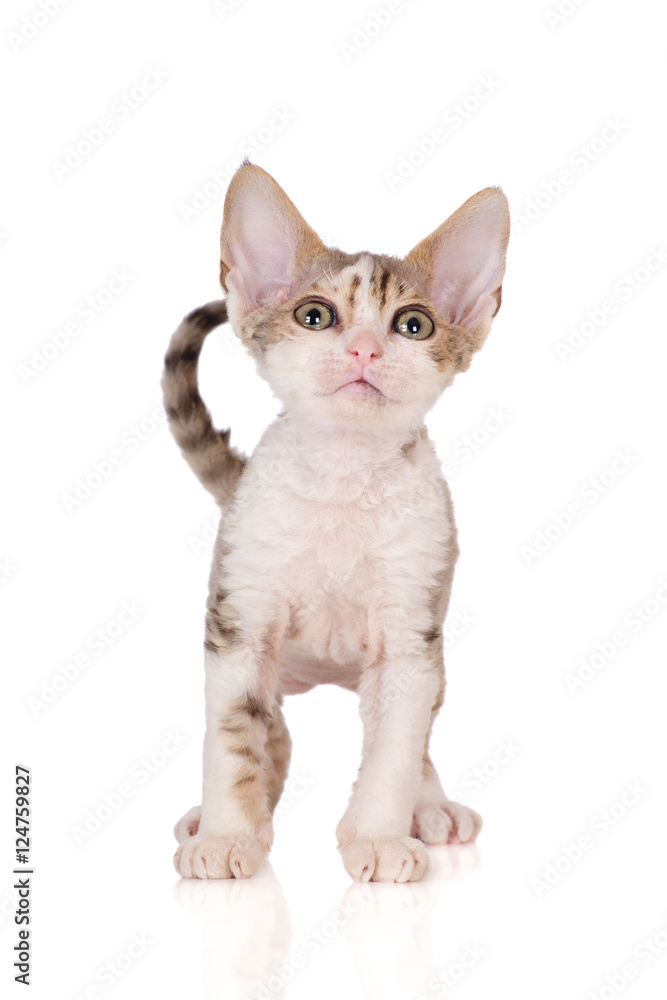 tabby devon rex kitten standing on white