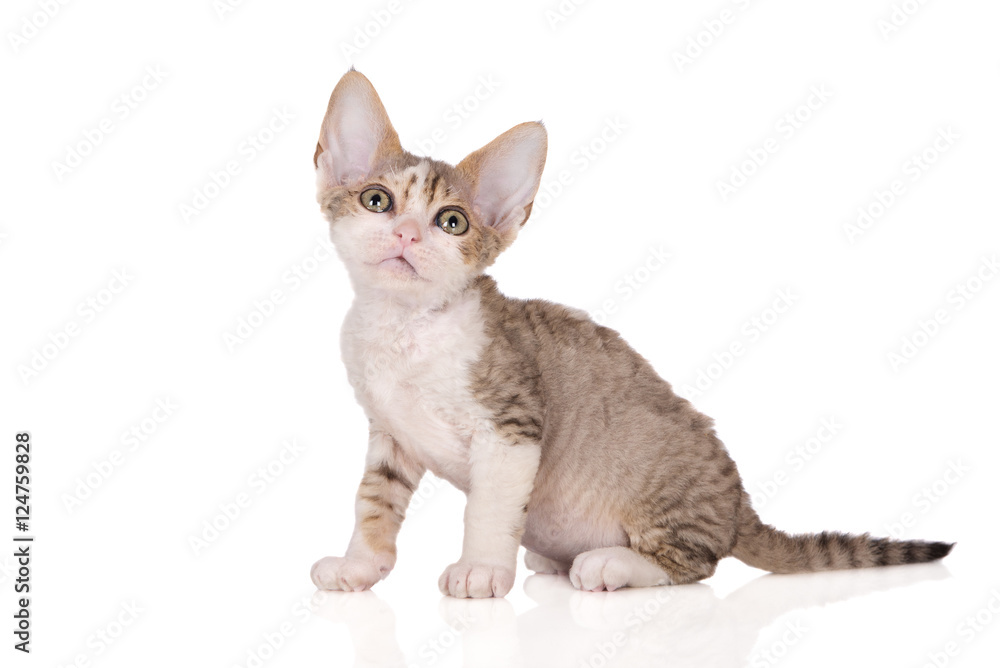 adorable tabby and white devon rex kitten adorable tabby and white devon rex kitten