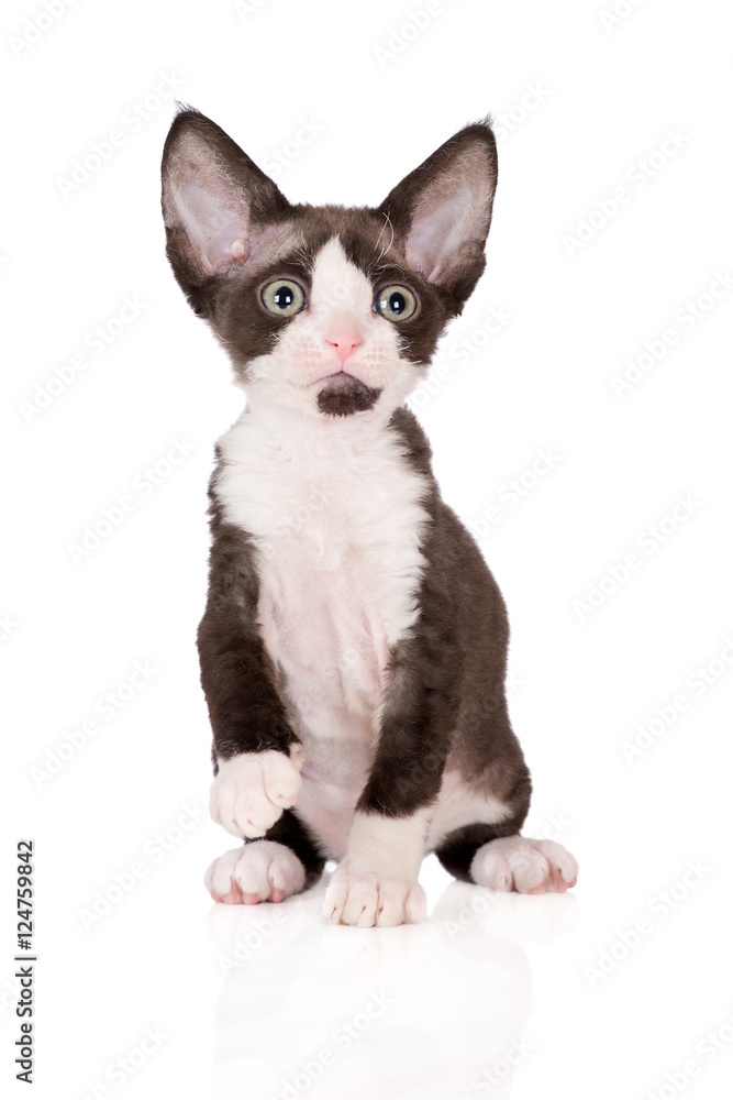 black and white devon rex kitten on white black and white devon rex kitten on white