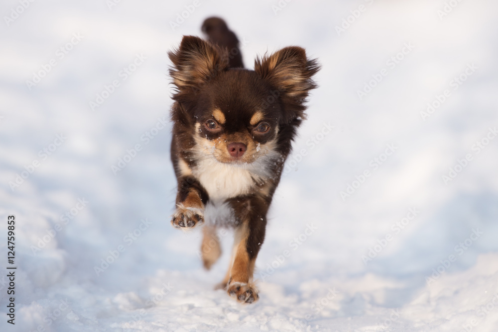 adorable brown chihuahua dog running in winter