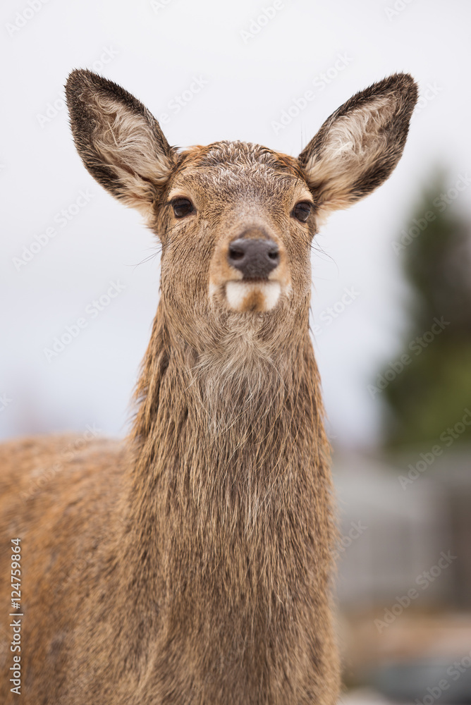 young deer outdoors in winter young deer outdoors in winter