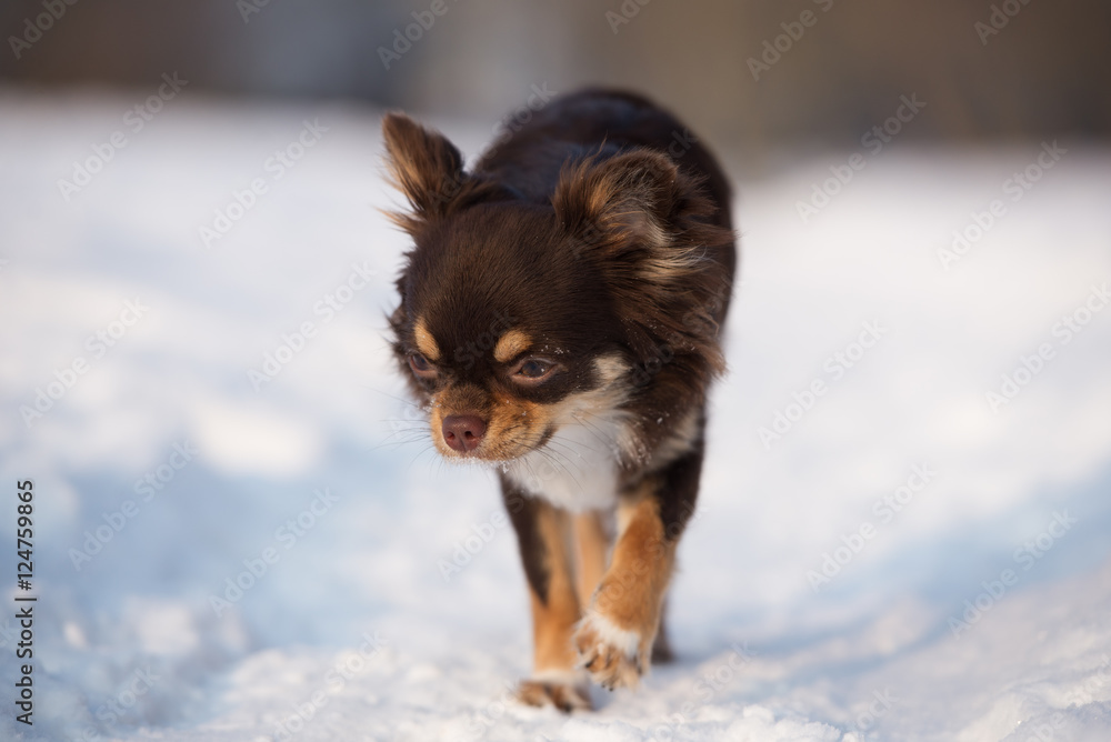 adorable brown chihuahua dog walking in winter