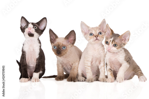 Fotografie four adorable devon rex kittens posing together