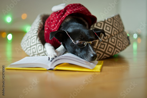 Black-white dog bespectacled and in a reindeer suit put paws on the open book. photo