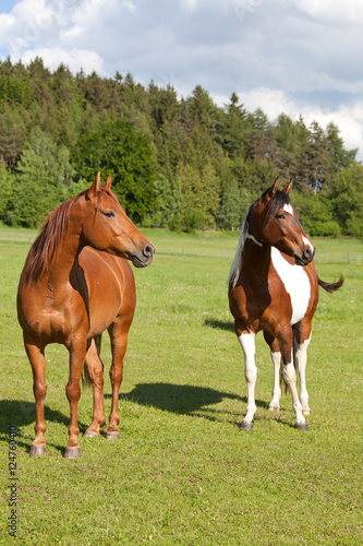 Portrait of two nice horses © lenkadan