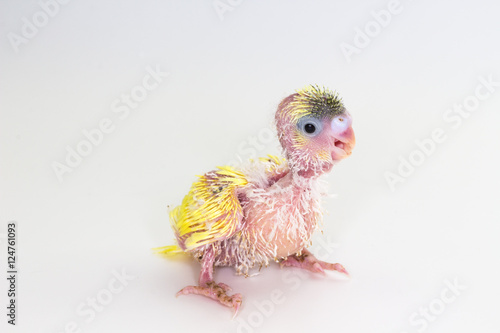 Chick Budgie, Budgarigar Bird Chick