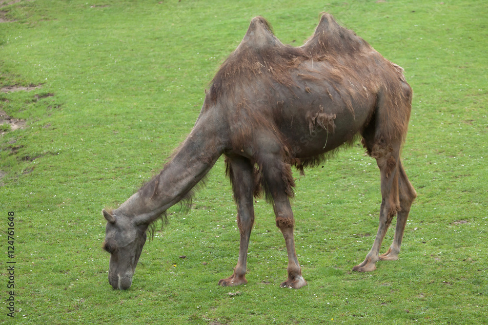 Bactrian camel (Camelus bactrianus).
