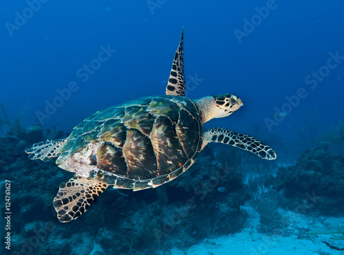 Hawksbill Sea Turtle © Daniel