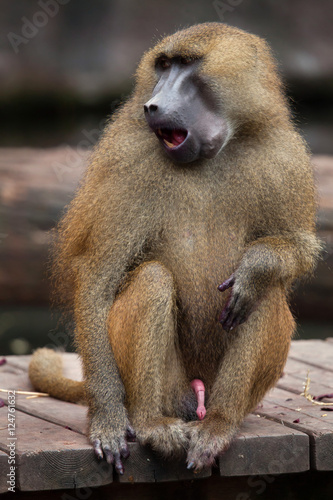 Guinea baboon (Papio papio). © Vladimir Wrangel